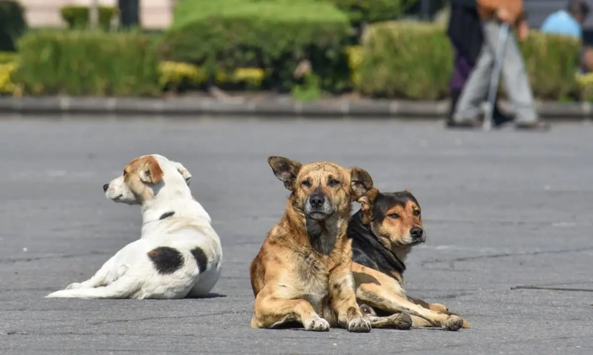 Perrito esperando ser adoptado