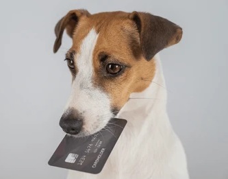 Apoyo económico para animales rescatados